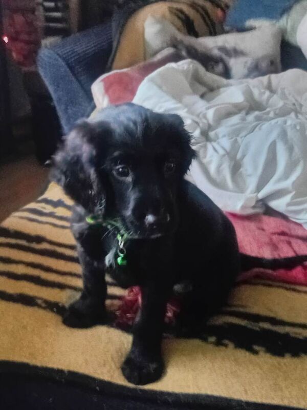 Kc pedergree bitch cocker spanial - Image 2 of 3