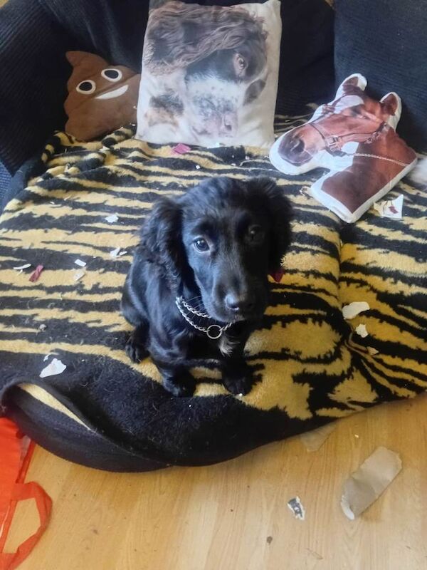 Kc pedergree bitch cocker spanial - Image 3 of 3