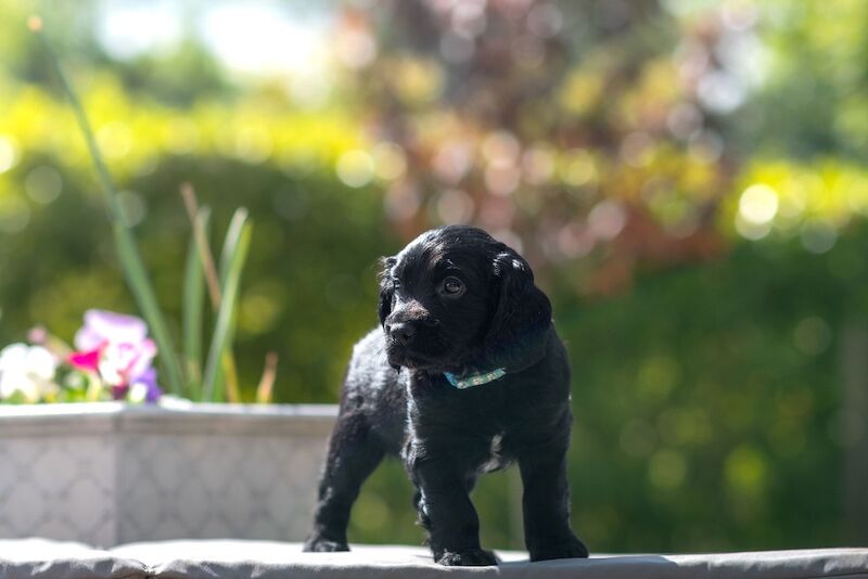 KC Pedigree Working Cocker for sale in Dereham, Norfolk