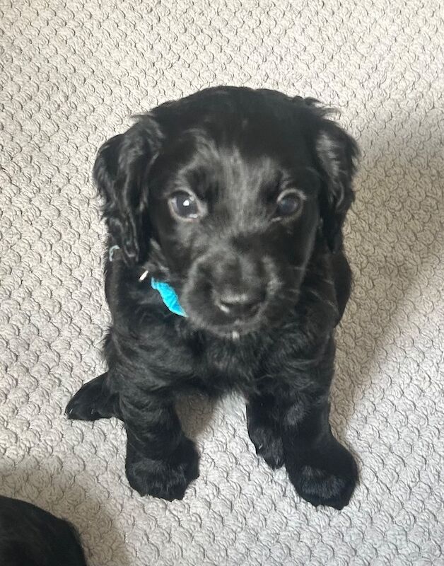 Cocker Spaniel puppies for sale in Dereham, Norfolk – KC registered, 8 months old - Image 2 of 3
