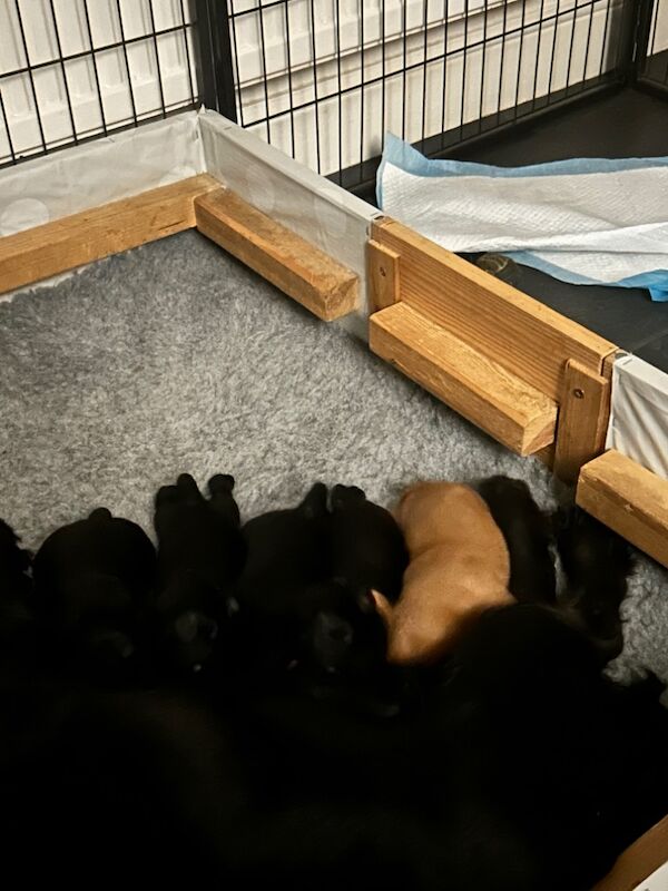 Cocker Spaniel puppies for sale in Dereham, Norfolk – KC registered, 8 months old - Image 3 of 3