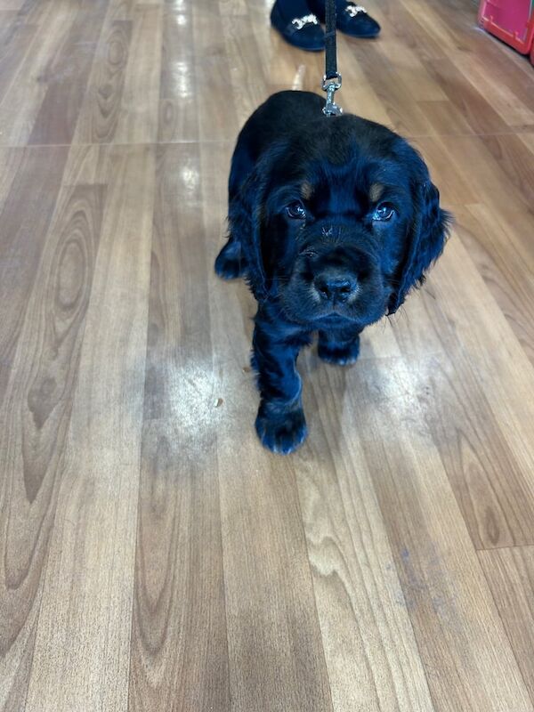 Cocker Spaniel puppies for sale in Coalisland, County Tyrone – KC registered, 1 year old - Image 2 of 3