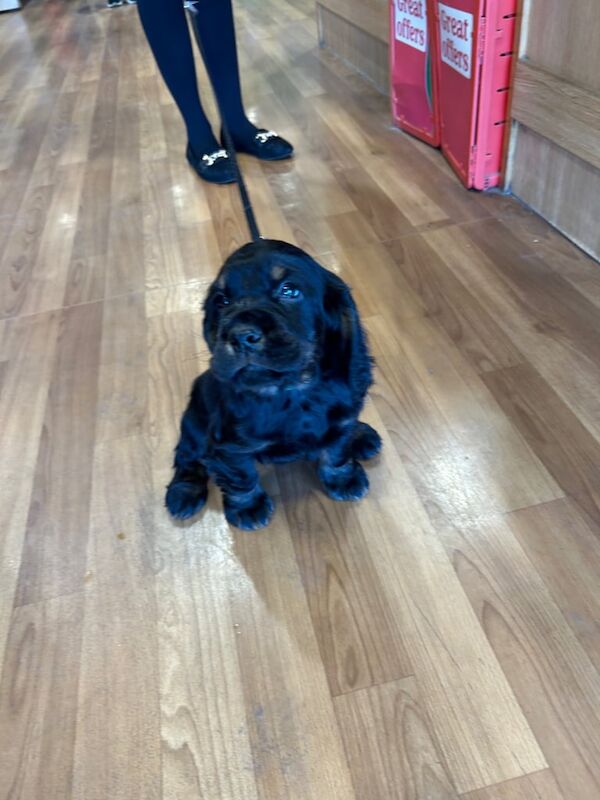 Kc reg cocker spaniel for sale in Coalisland, County Tyrone - Image 3