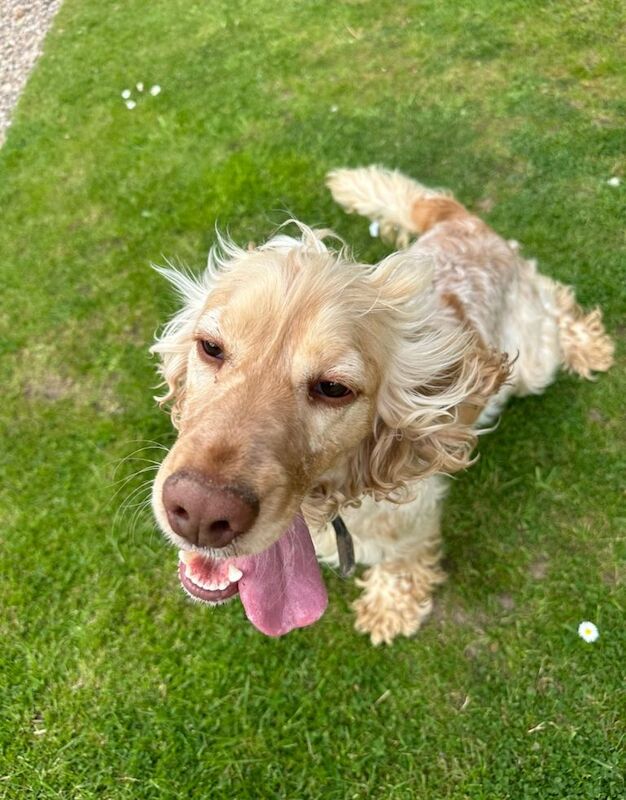 Cocker Spaniel puppies for sale in Woodville, Derbyshire – 3 years old