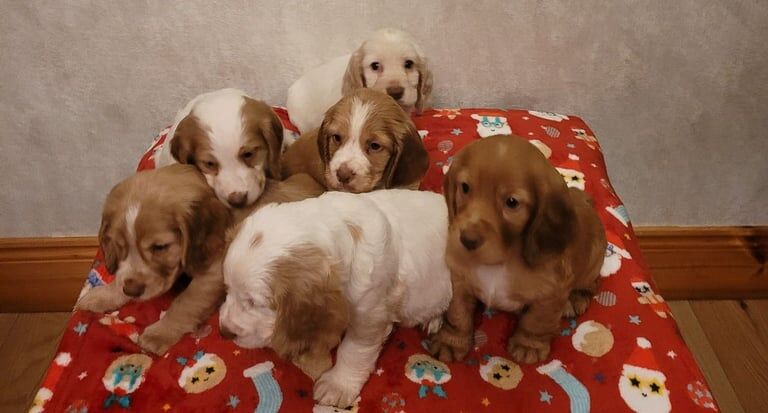 Cocker Spaniel puppies for sale in Durham, County Durham – 1 year old - Image 1 of 3
