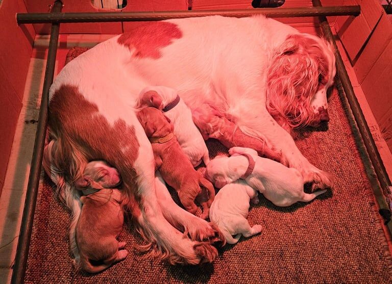 Cocker Spaniel puppies for sale in Durham, County Durham – 1 year old - Image 2 of 3
