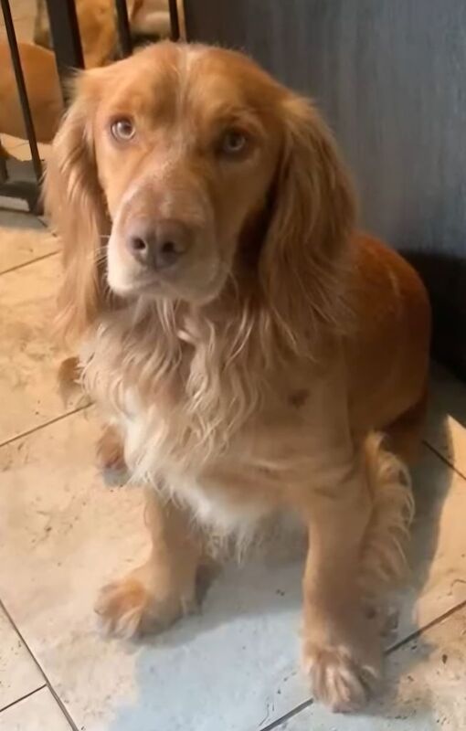 Cocker Spaniel puppies for sale in Durham, County Durham – 1 year old - Image 3 of 3