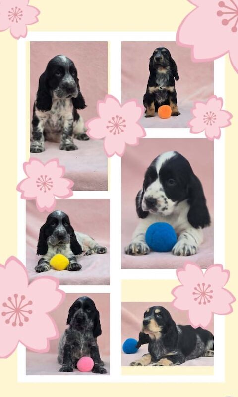Cocker Spaniel puppies for sale in Tandragee, County Armagh – KC registered, 4 months old - Image 1 of 2