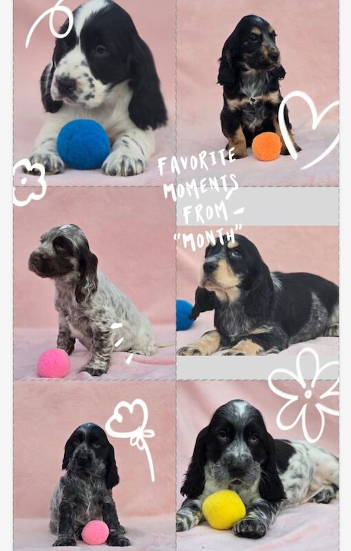 KC Reg Cocker Spaniel Puppies for sale in Tandragee, County Armagh - Image 2