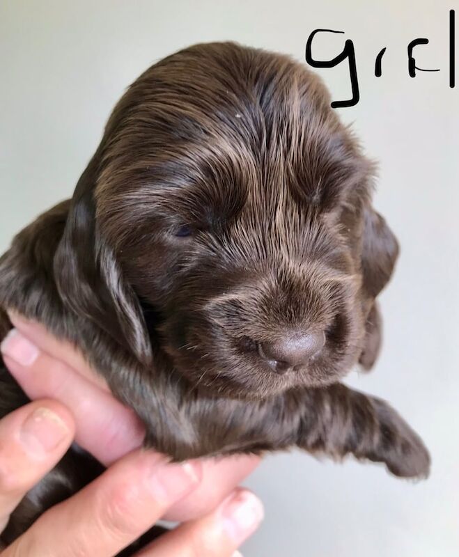 KC Reg. Cocker spaniel puppies from DNA Tested parents for sale in Shrewsbury, Shropshire