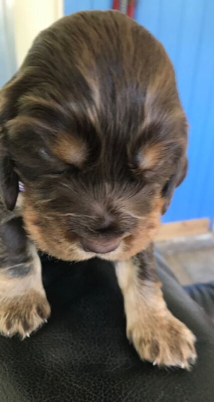 KC Reg. Cocker spaniel puppies from DNA Tested parents for sale in Shrewsbury, Shropshire | Image 3