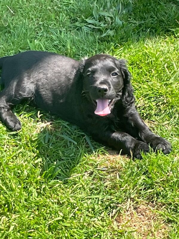 KC reg Cocker Spaniel Puppy for sale in Norwich, Norfolk
