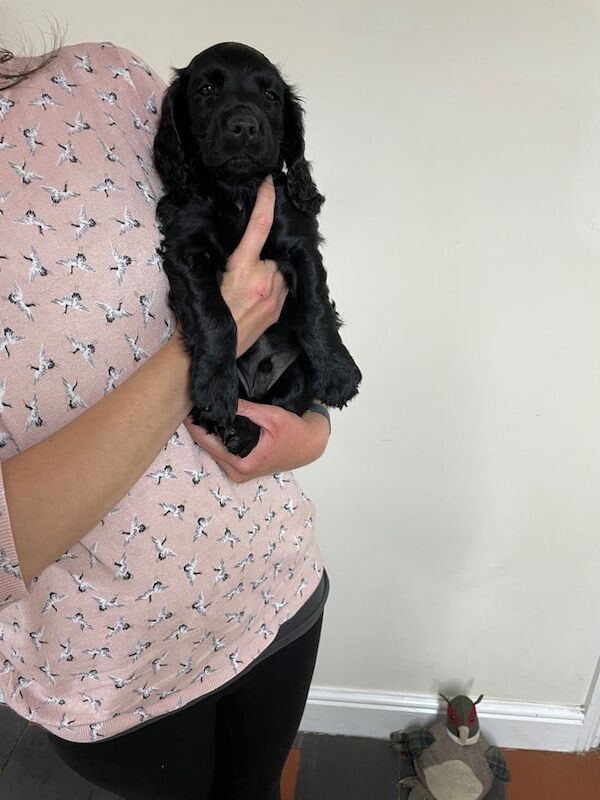 KC reg Cocker Spaniel Puppy for sale in Norwich, Norfolk | Image 2