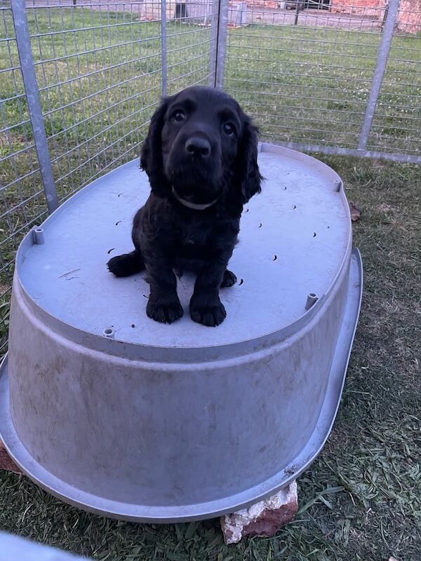 KC reg Cocker Spaniel Puppy for sale in Norwich, Norfolk | Image 3