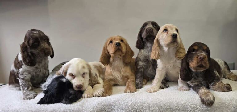 Cocker Spaniel puppies for sale in Banbridge, County Down – KC registered, 1 year old - Image 2 of 2