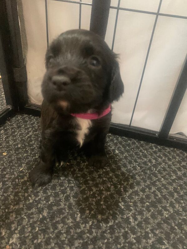 Cocker Spaniel puppies for sale in Antrim, County Antrim – 9 months old - Image 1 of 3