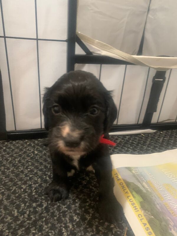 Cocker Spaniel puppies for sale in Antrim, County Antrim – 9 months old - Image 2 of 3