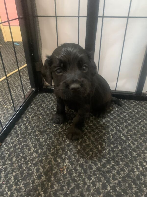 Cocker Spaniel puppies for sale in Antrim, County Antrim – 9 months old - Image 3 of 3