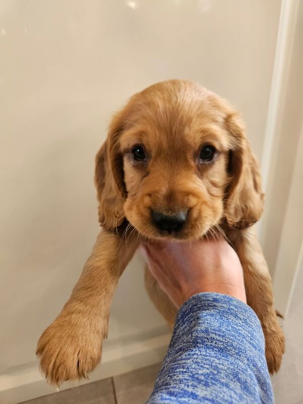 KC Reg Cocker Spaniel pups for sale in Cookstown, County Tyrone - Image 3