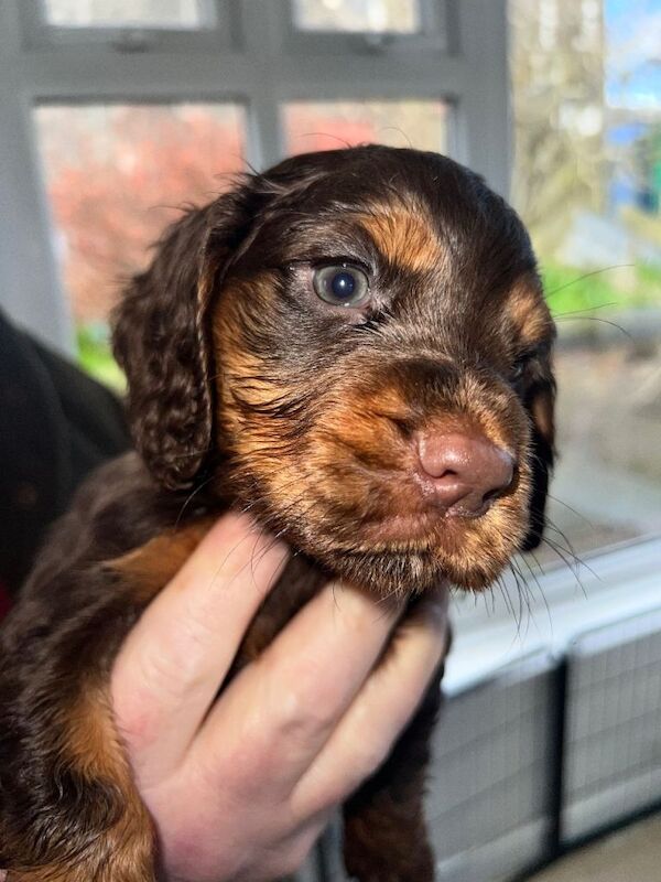 KC REG Cocker spaniel pups for sale