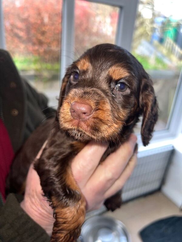 KC REG Cocker spaniel pups for sale - Image 2 of 3