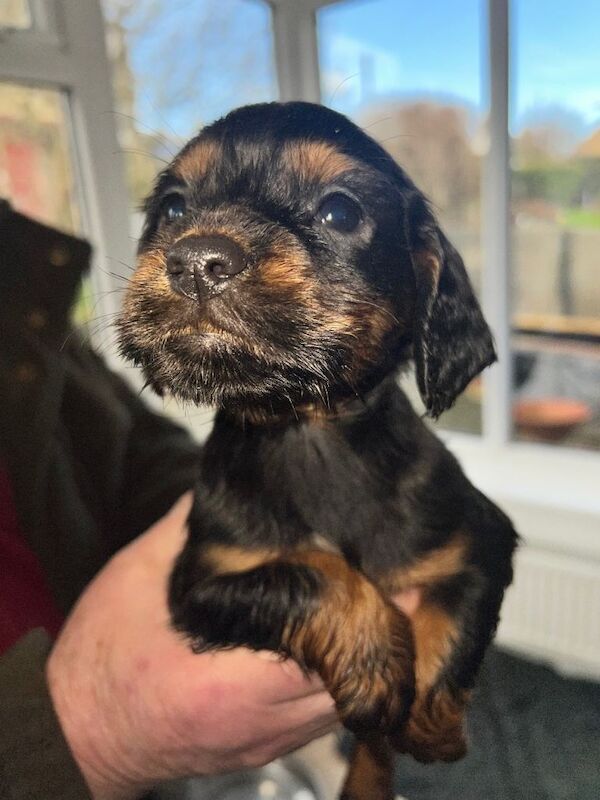 KC REG Cocker spaniel pups for sale - Image 3 of 3