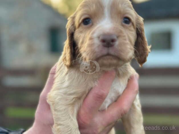 Cocker Spaniel puppies for sale in Ballindalloch – 10 months old - Image 1 of 4