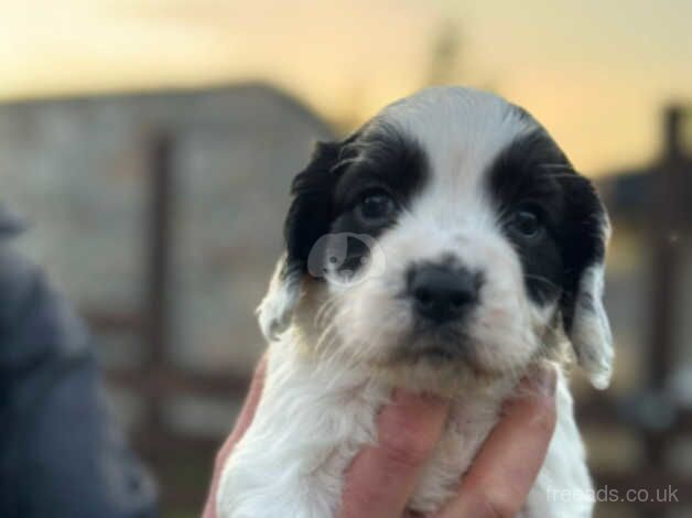 Cocker Spaniel puppies for sale in Ballindalloch – 10 months old - Image 2 of 4