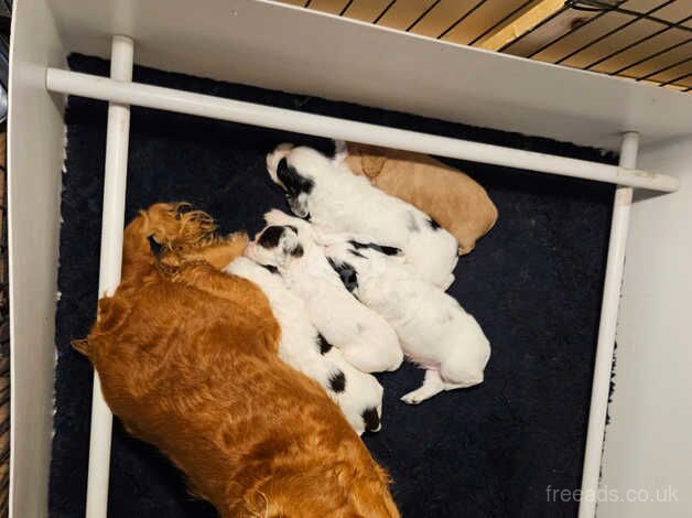 Cocker Spaniel puppies for sale in Ballindalloch – 10 months old - Image 4 of 4