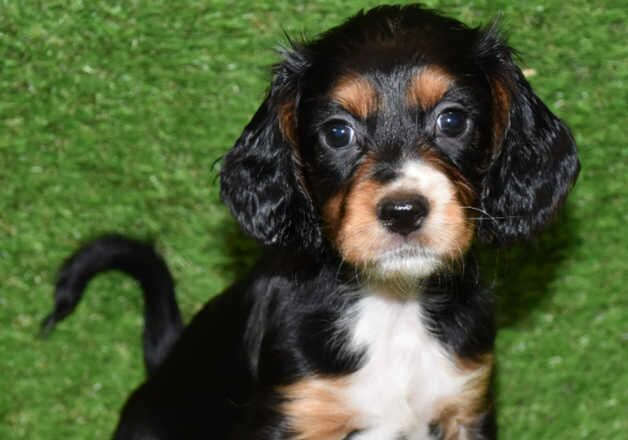 Cocker Spaniel puppies for sale in Wainfleet All Saints, Lincolnshire – 1 year old - Image 1 of 3