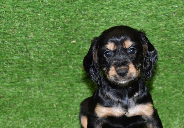 Cocker Spaniel puppies for sale in Wainfleet All Saints, Lincolnshire – 1 year old - Image 2 of 3