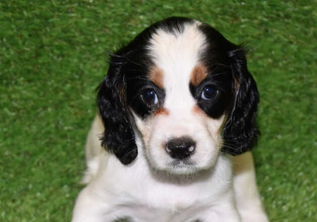Cocker Spaniel puppies for sale in Wainfleet All Saints, Lincolnshire – 1 year old - Image 3 of 3
