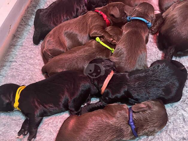 Cocker Spaniel puppies for sale in Doncaster, South Yorkshire – 9 months old - Image 2 of 5