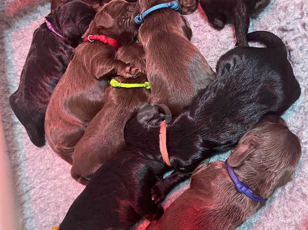 Cocker Spaniel puppies for sale in Doncaster, South Yorkshire – 9 months old - Image 3 of 5