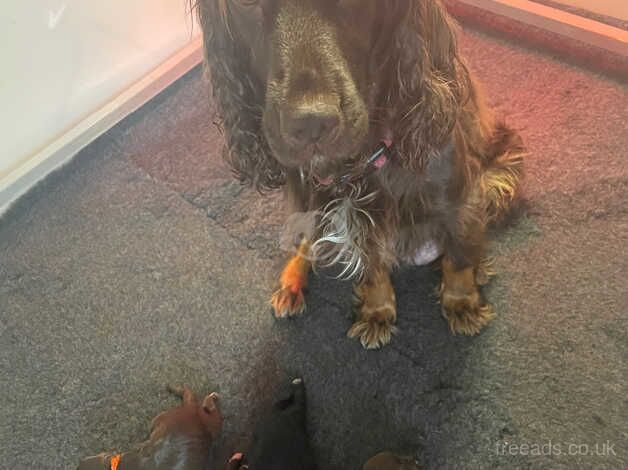 Cocker Spaniel puppies for sale in Doncaster, South Yorkshire – 9 months old - Image 4 of 5