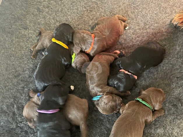 Cocker Spaniel puppies for sale in Doncaster, South Yorkshire – 9 months old - Image 5 of 5