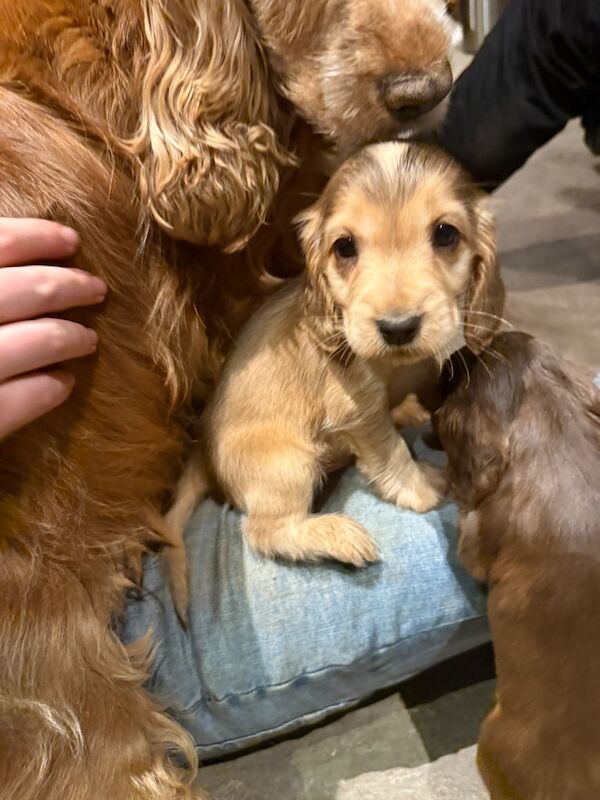 Cocker Spaniel puppies for sale in Hereford, Herefordshire – KC registered, 7 weeks old