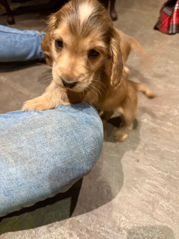 Cocker Spaniel puppies for sale in Hereford, Herefordshire – KC registered, 7 weeks old - Image 2 of 15