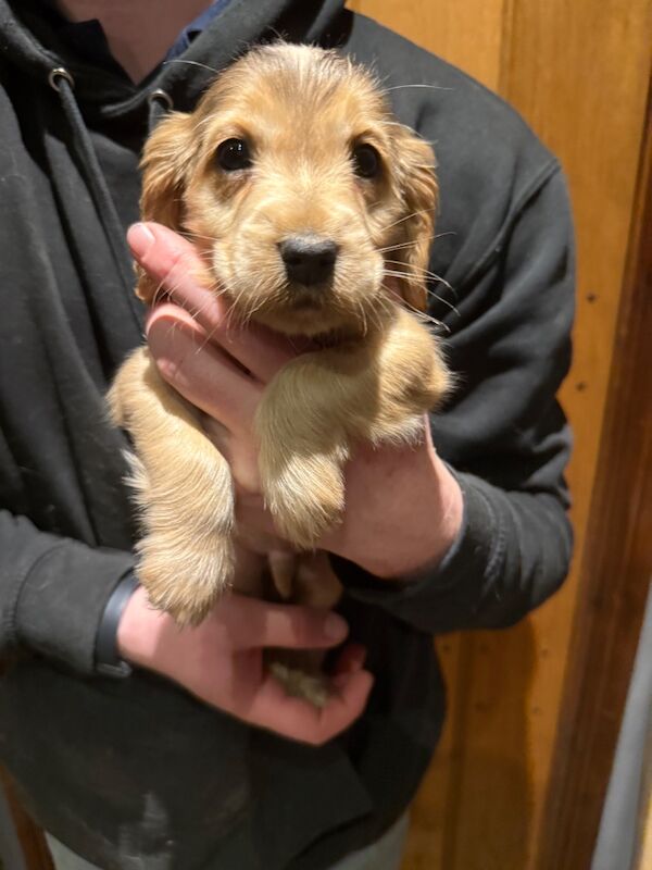 Cocker Spaniel puppies for sale in Hereford, Herefordshire – KC registered, 7 weeks old - Image 3 of 15