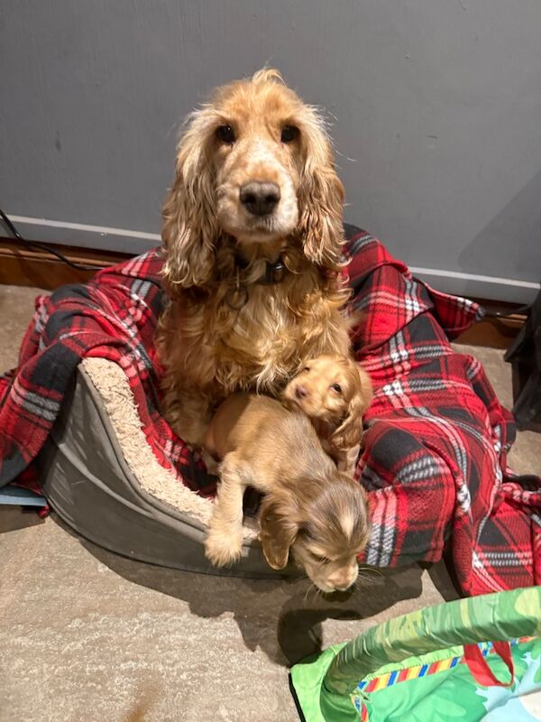 Cocker Spaniel puppies for sale in Hereford, Herefordshire – KC registered, 7 weeks old - Image 4 of 15