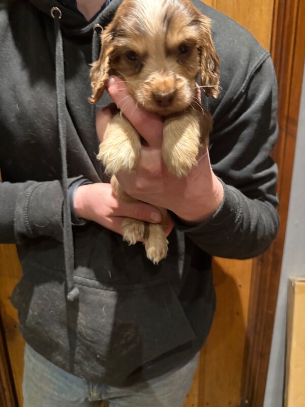 Cocker Spaniel puppies for sale in Hereford, Herefordshire – KC registered, 7 weeks old - Image 5 of 15