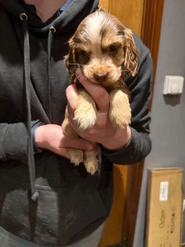 Cocker Spaniel puppies for sale in Hereford, Herefordshire – KC registered, 7 weeks old - Image 6 of 15