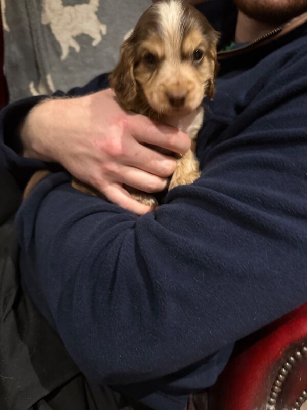 Cocker Spaniel puppies for sale in Hereford, Herefordshire – KC registered, 7 weeks old - Image 7 of 15