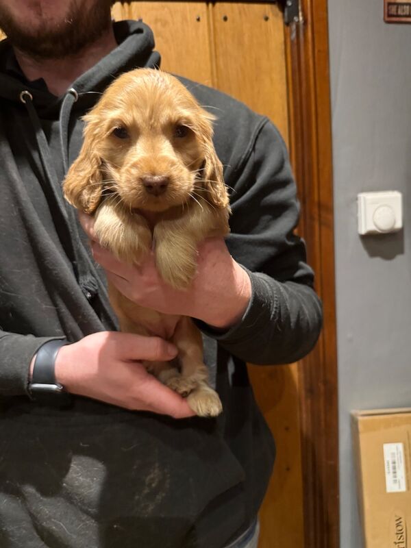 Cocker Spaniel puppies for sale in Hereford, Herefordshire – KC registered, 7 weeks old - Image 8 of 15