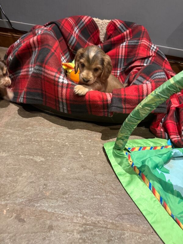 Cocker Spaniel puppies for sale in Hereford, Herefordshire – KC registered, 7 weeks old - Image 9 of 15
