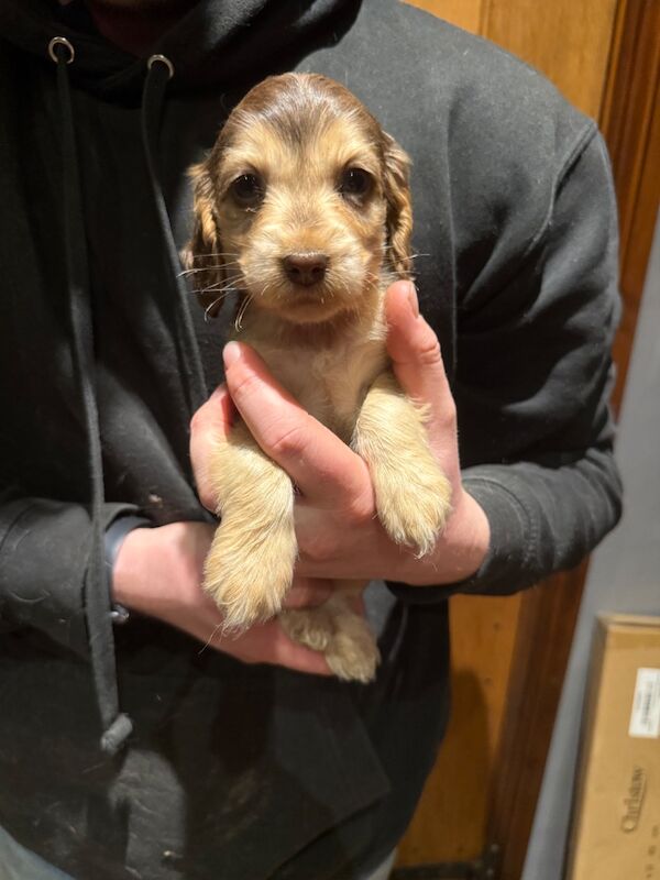 Cocker Spaniel puppies for sale in Hereford, Herefordshire – KC registered, 7 weeks old - Image 10 of 15