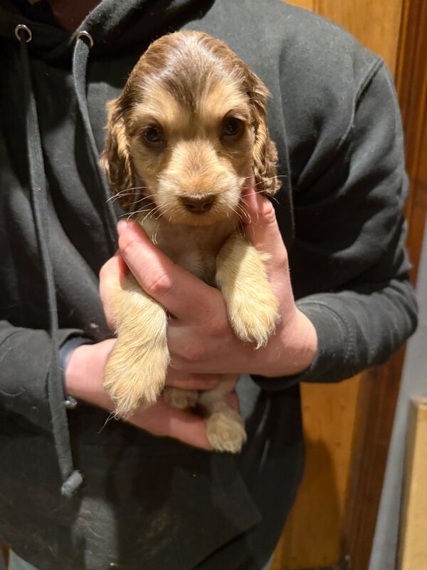 Cocker Spaniel puppies for sale in Hereford, Herefordshire – KC registered, 7 weeks old - Image 11 of 15