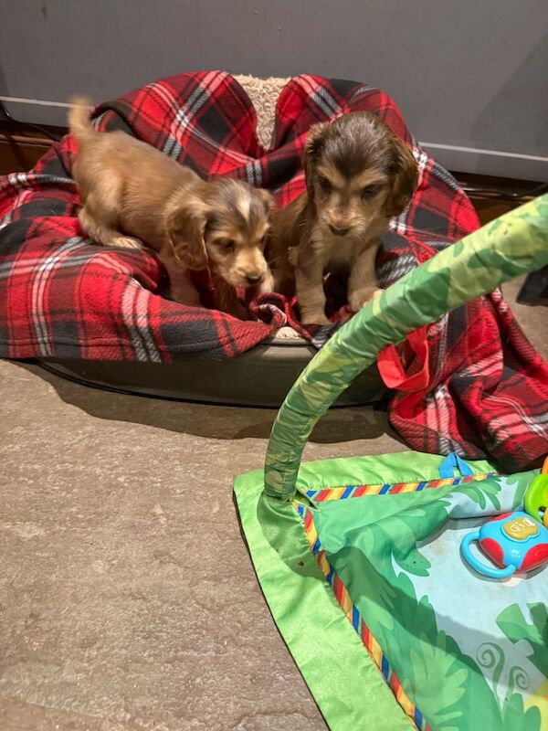 Cocker Spaniel puppies for sale in Hereford, Herefordshire – KC registered, 7 weeks old - Image 12 of 15