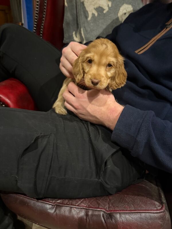 Cocker Spaniel puppies for sale in Hereford, Herefordshire – KC registered, 7 weeks old - Image 13 of 15