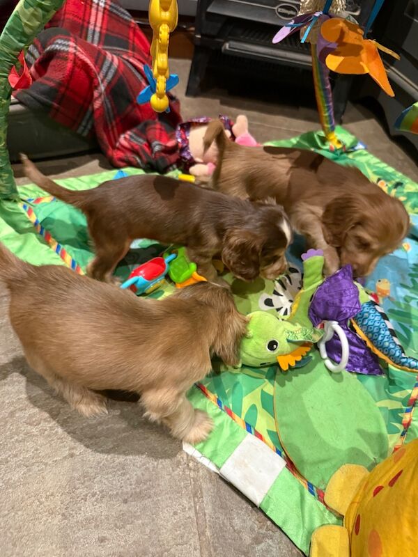 Cocker Spaniel puppies for sale in Hereford, Herefordshire – KC registered, 7 weeks old - Image 14 of 15